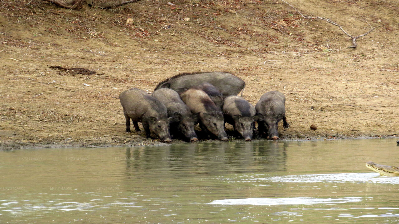 Two Night Camping in Yala National Park