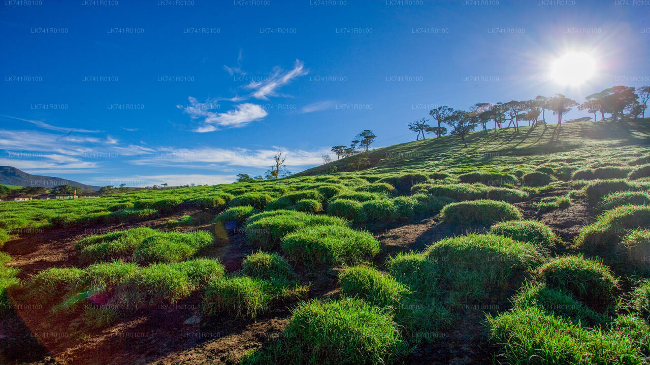 Horton Plains National Park Hike from Nuwara Eliya