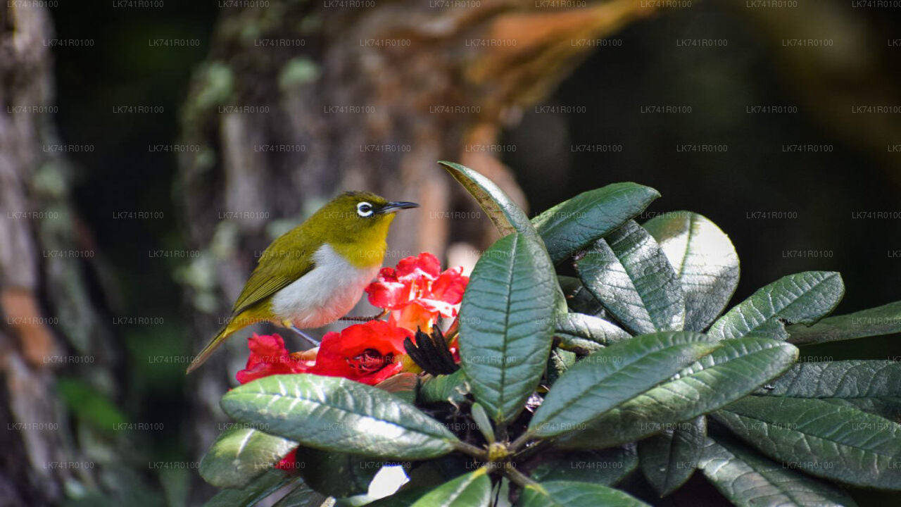 Horton Plains National Park Hike from Nuwara Eliya