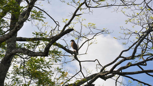 Fågelskådning på Anawilundawa Sanctuary från Kalpitiya