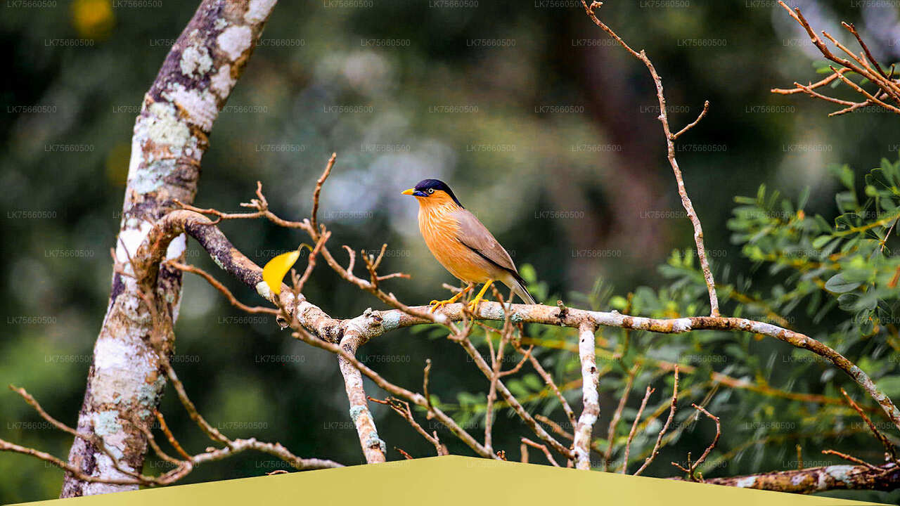Fågelskådningssafari vid Udawalawe National Park från Mount Lavinia