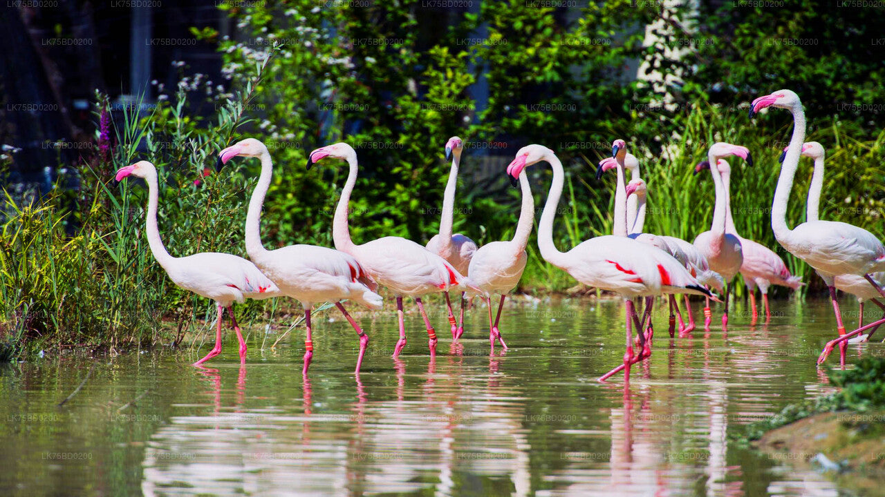 Flemingo watching from Jaffna Peninsula