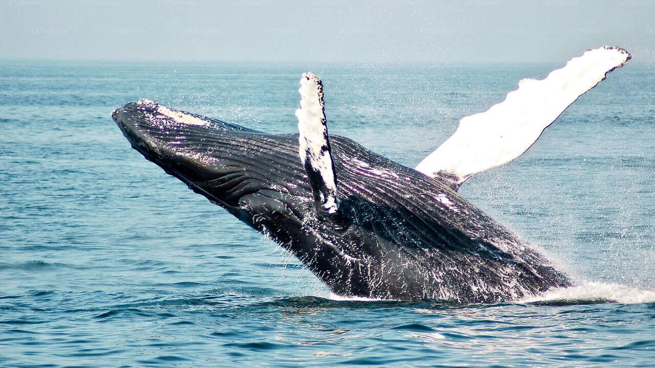 Whale Watching Sailing Cruise Tour from Mirissa