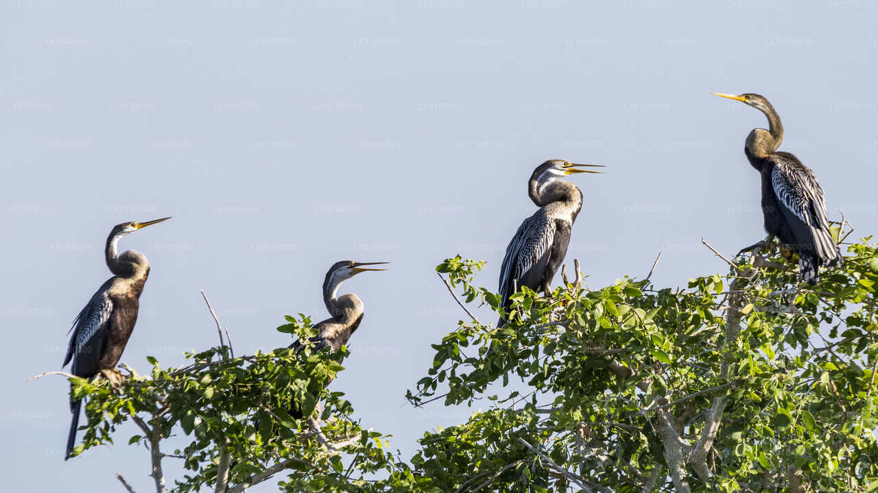 Bundala National Park Safari från Hambantota Seaport