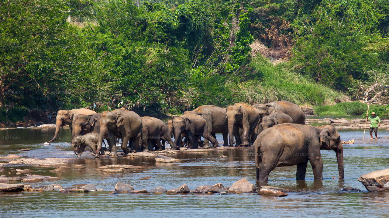 Pinnawala Elephant Orphanage from Colombo Seaport