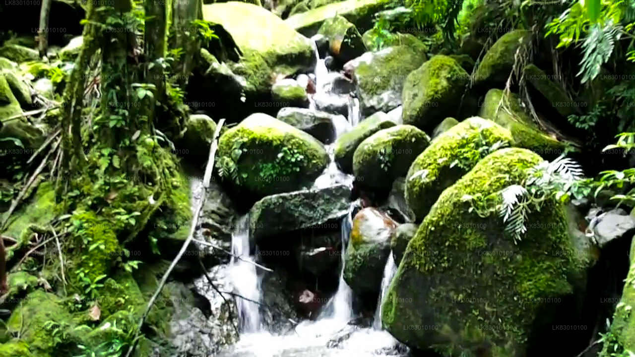 Utforska Pannila Cave från Colombo