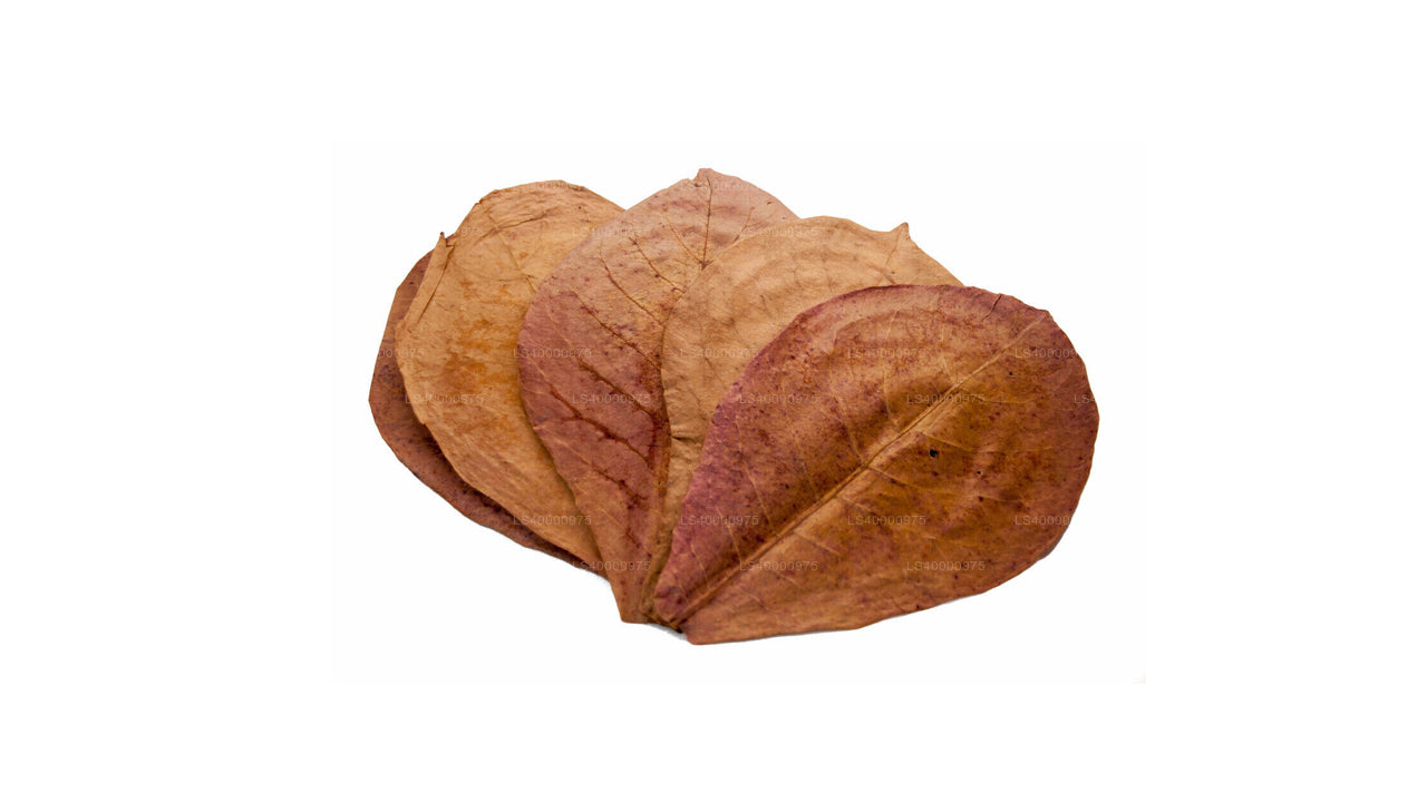 Lakpura Dehydrerad (Kottan, Kottamba, Indisk Mandel) Terminalia catappa 100 Blad (100g)