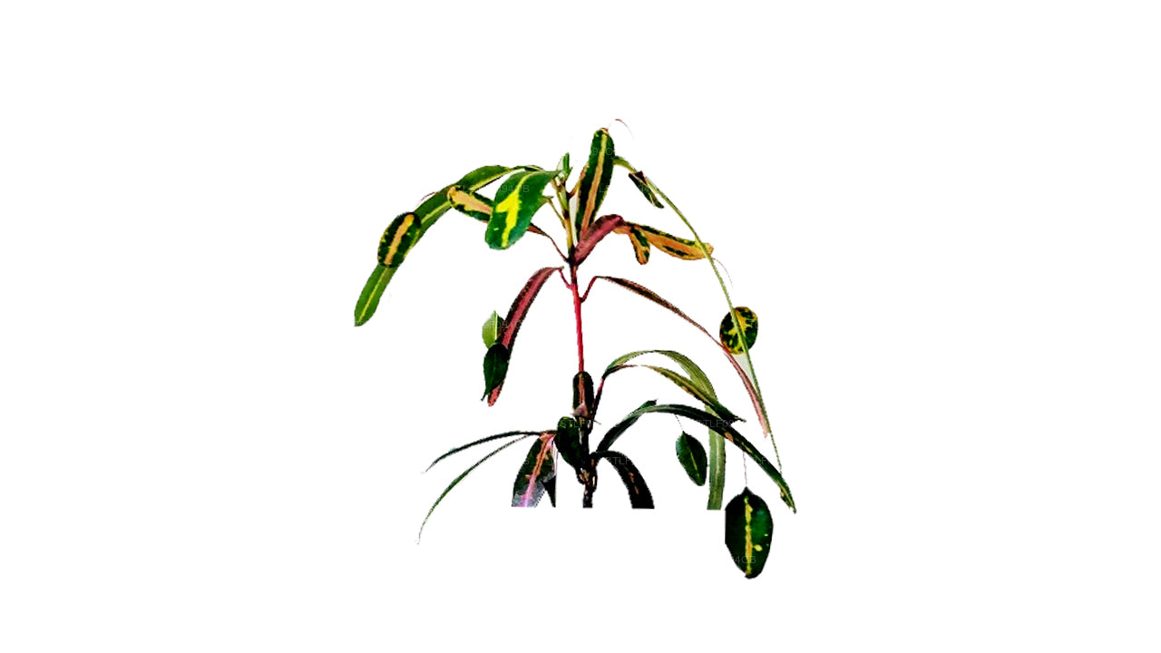 Lakpura Victoria Gold Bell Croton (50 Blad)