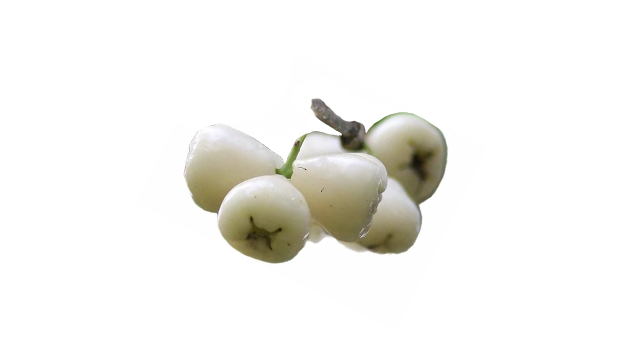 White Rose Apple (සුදු ජම්බු) Fruit Plant